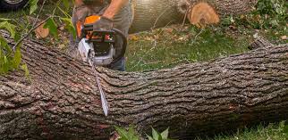 Clyde, OH Tree Services Company