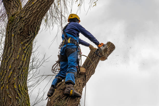 How Our Tree Care Process Works  in  Clyde, OH